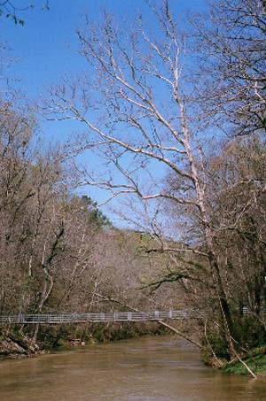 [Leafless Sycamore tree near bridge over creek.]